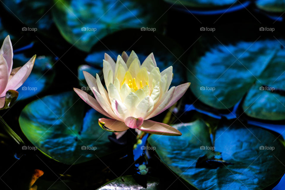 Lotus