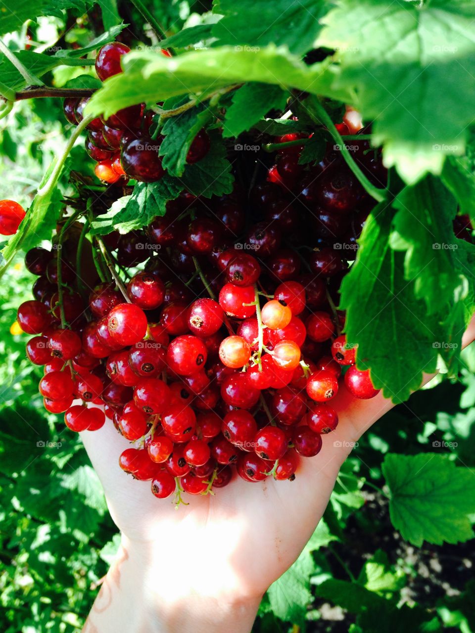 Berrys. Berrys in my garden