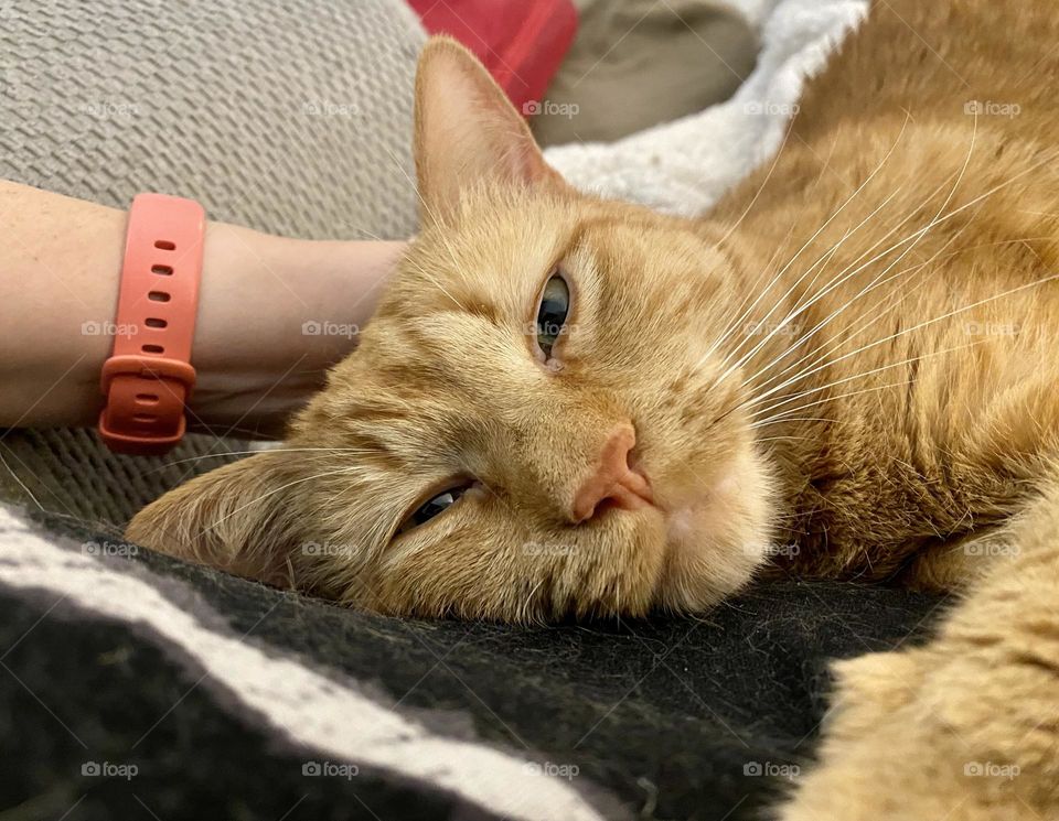 An orange tabby cat sitting on a person and getting petted
