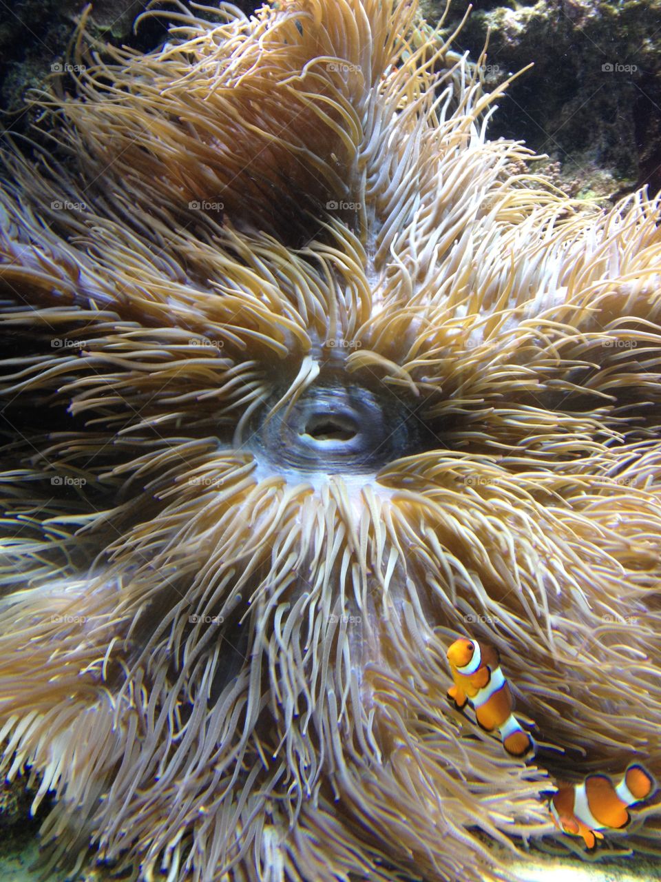 Two orange clown fish swimming around their home; a brown and white anemone. The anemone’s open mouth is seen in the centre; it must be hungry!