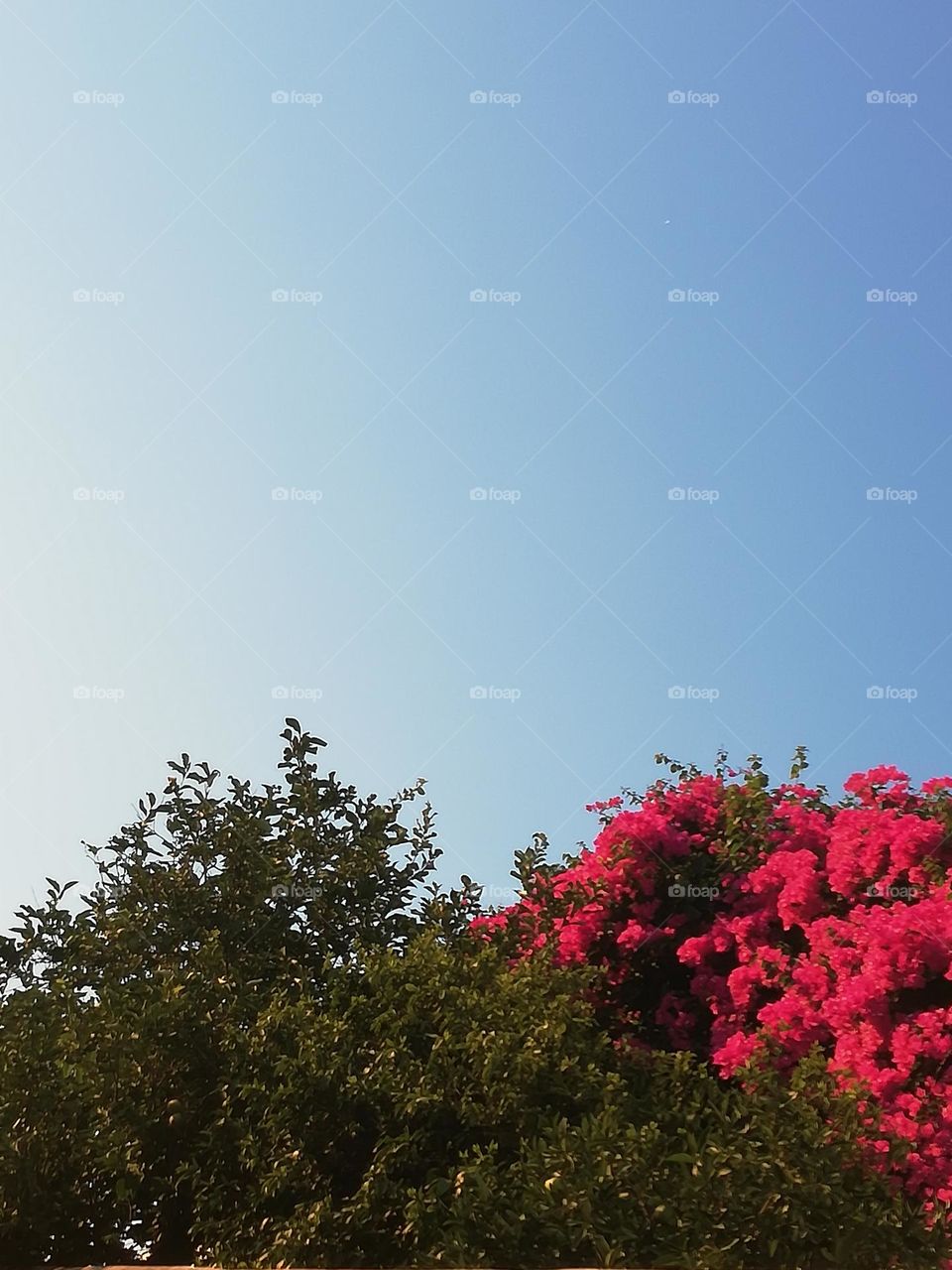 A photo of a pink bougainvillea with background the bright blue sky.