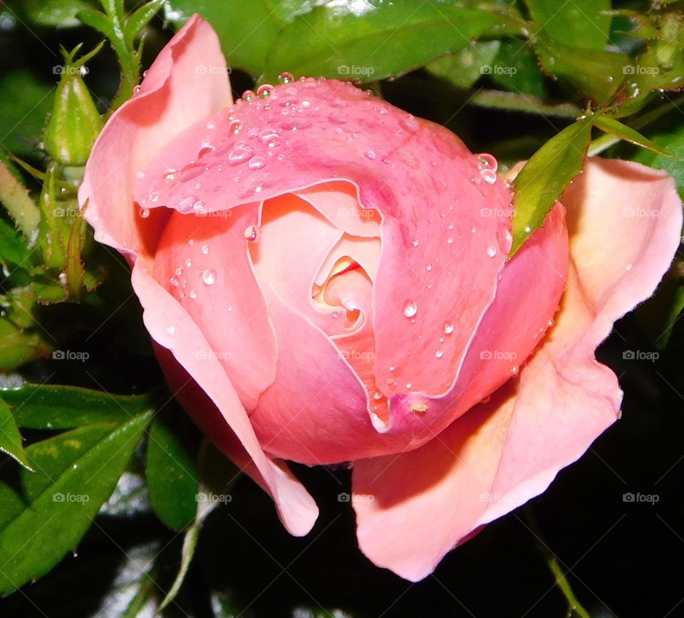 Fully refreshed rose