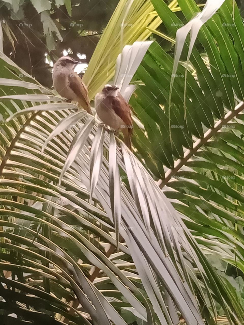 Birds are specilal with their unique features – feathers, wings, a beak, hollow, fused bones and air sacs