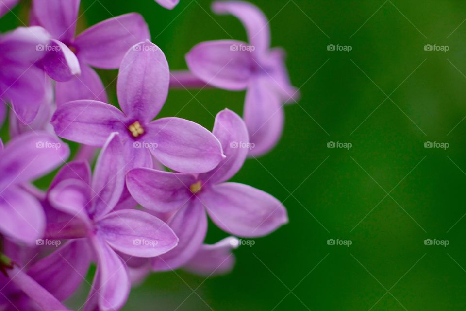 Lilacs . Beautiful purple lilacs