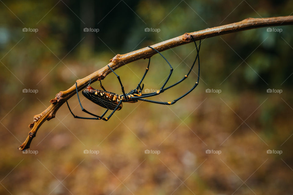 Giant spider of nefil