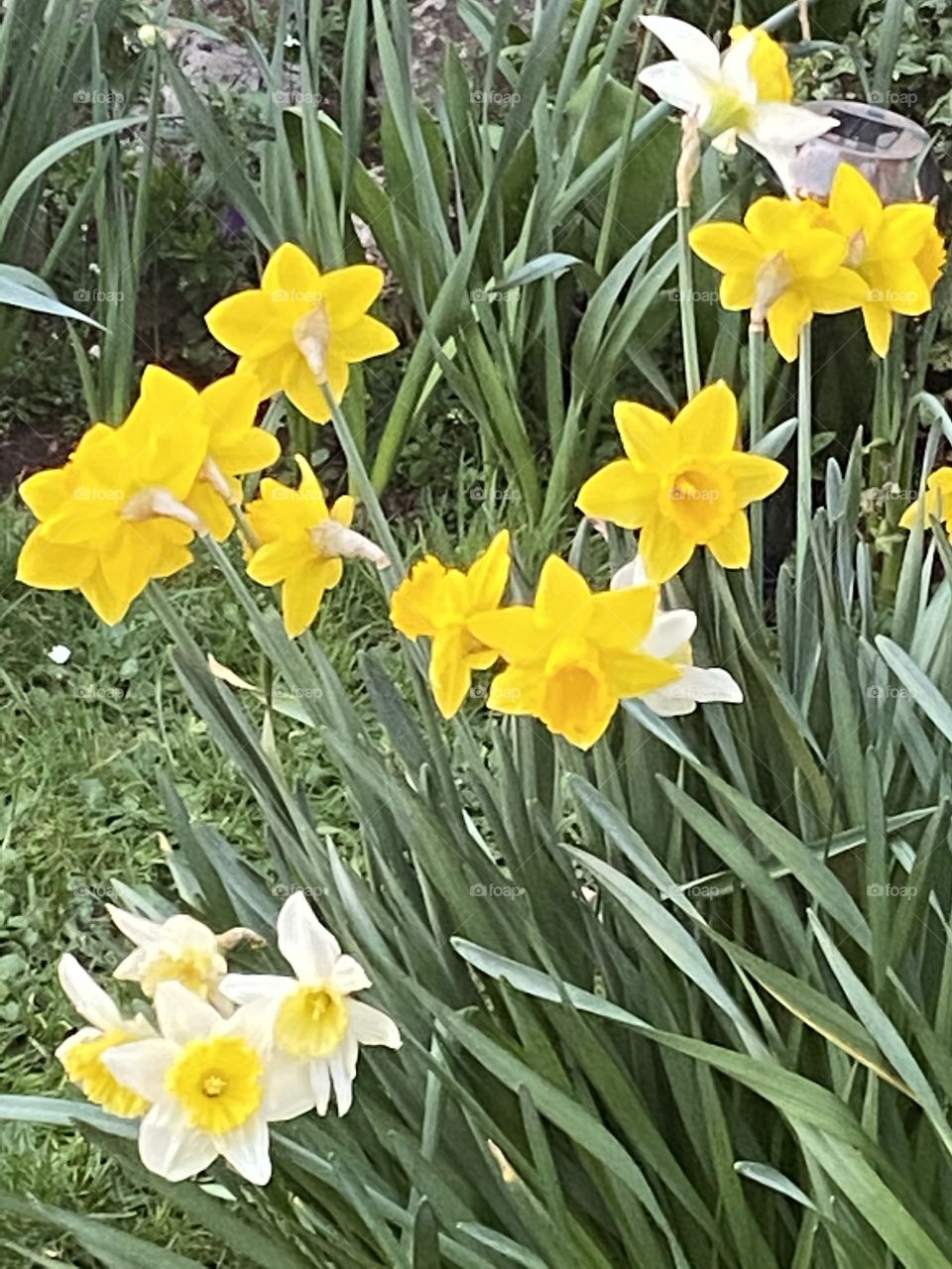 The Arrival Of Spring, Signalled By Wordsworth And His Daffodils.