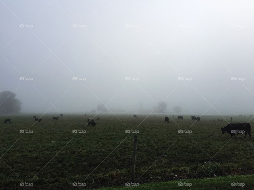 Foggy Countryside Morning 