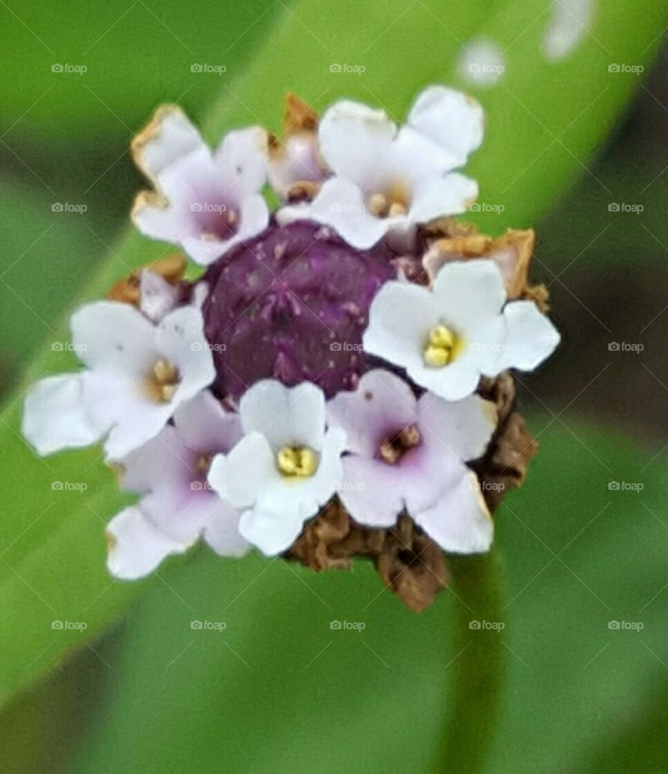 Flower, No Person, Nature, Flora, Leaf