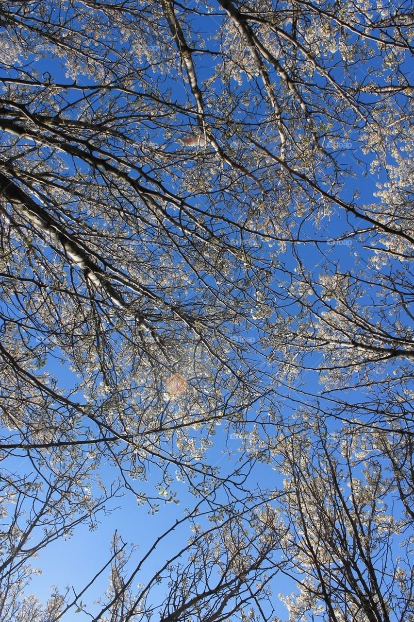 Spring sky