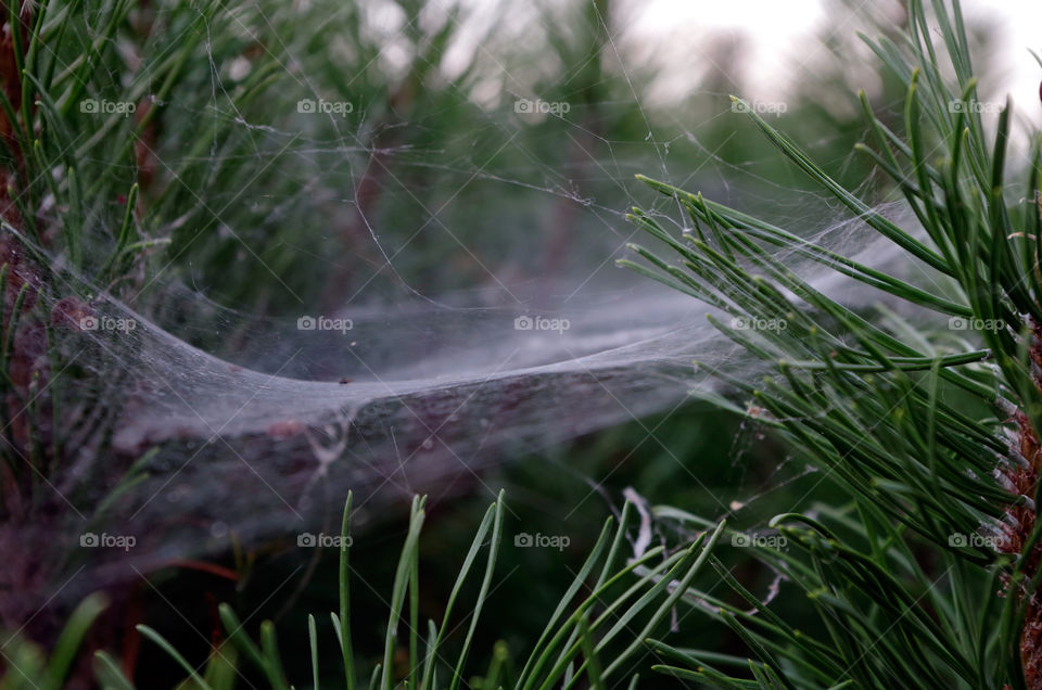 Close-up of cobwebs in the midst of conifer bushes in Budapest, Hungary.