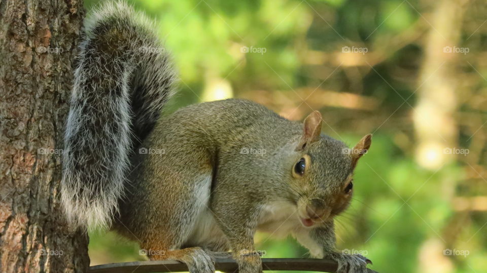 Squirrel and I having a stare down on his branch