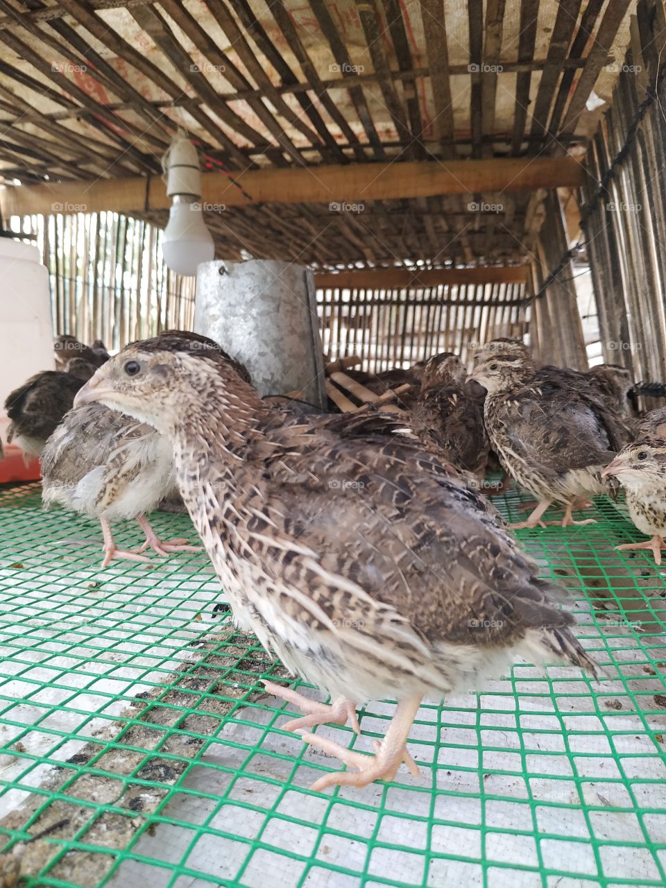 quails