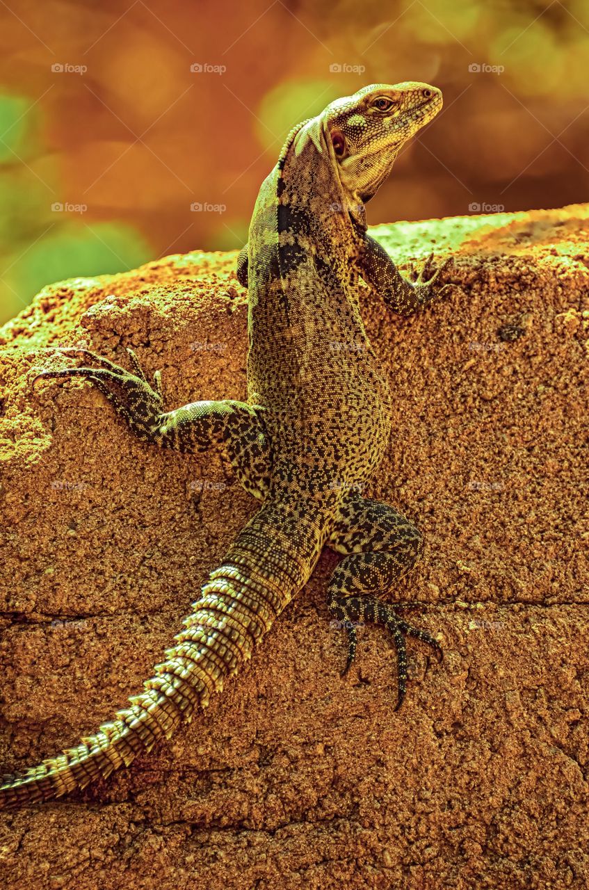 Brilliant disguise. A perfectly camouflaged lizard blends perfectly against it’s background.