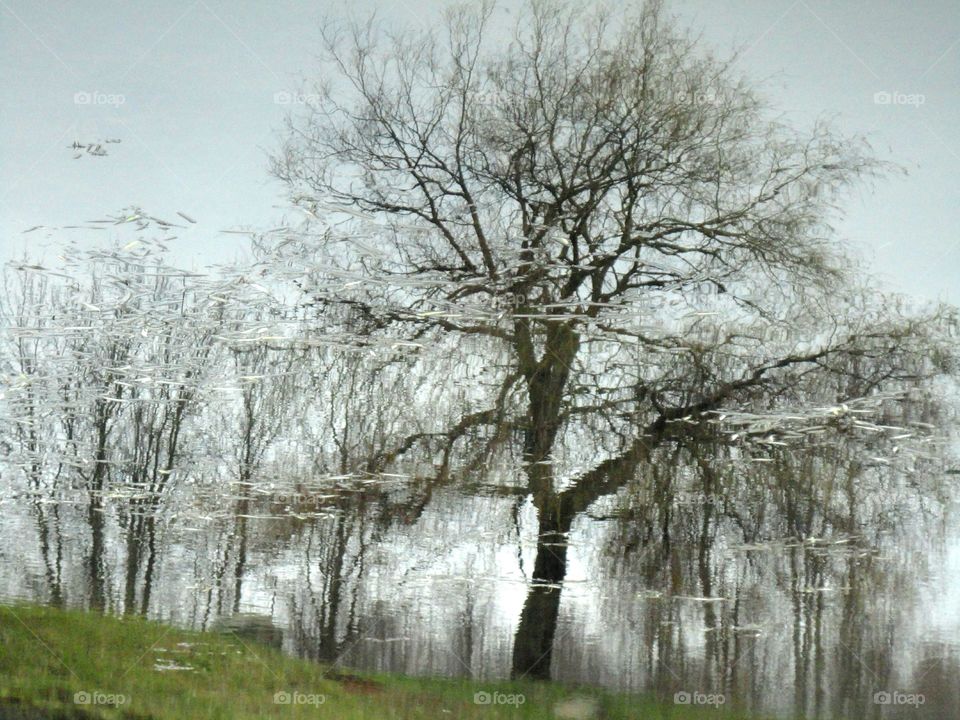 Tree, Landscape, Wood, Branch, Season