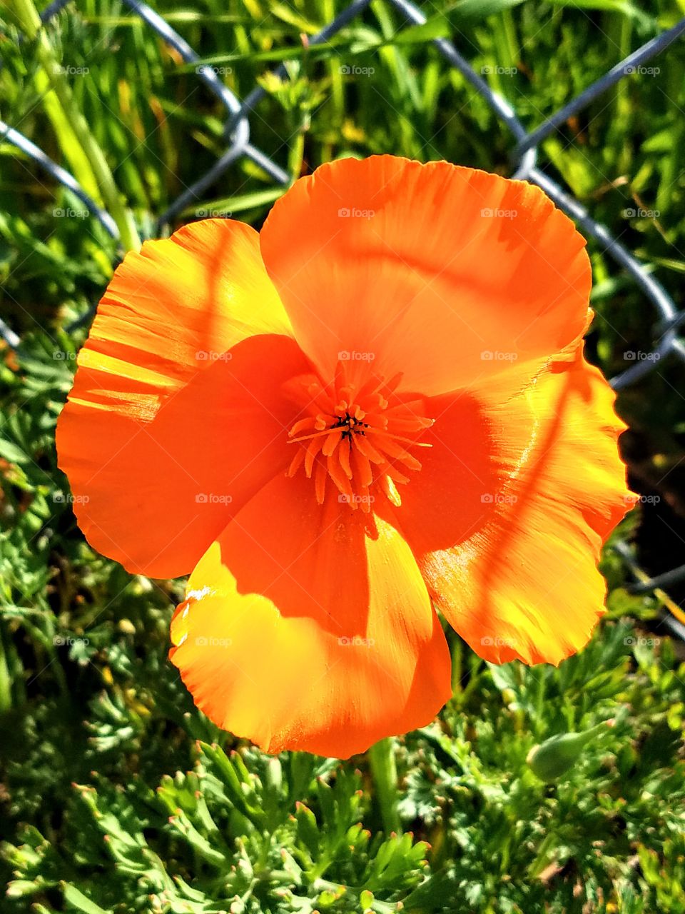 California Poppy