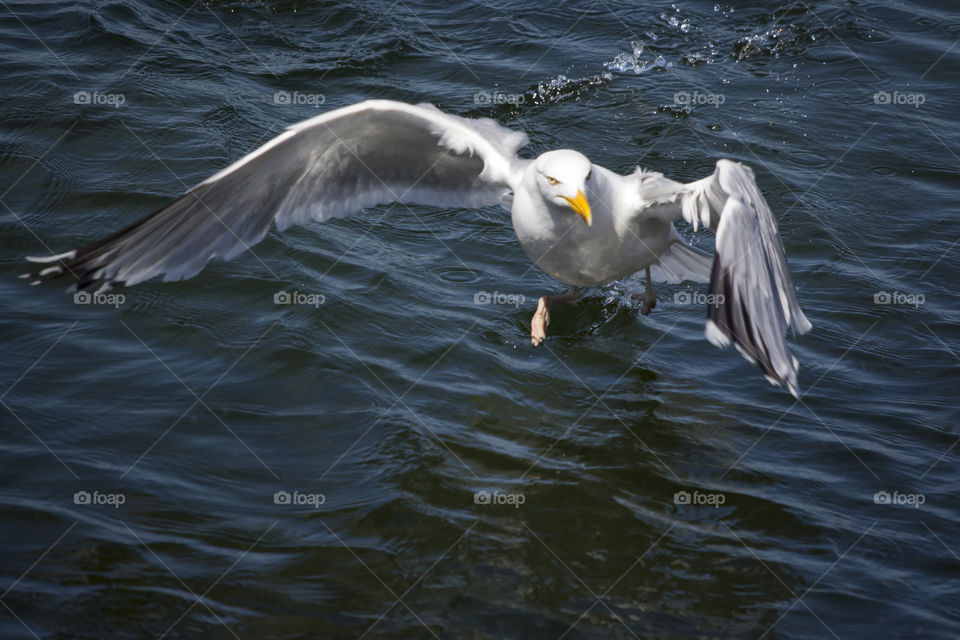 Seagull coming towards the camera , flapping wings , eye contact .
Gråtrut mås kommer rakt mot kameran med flaxande vingar , ögonkontakt . 