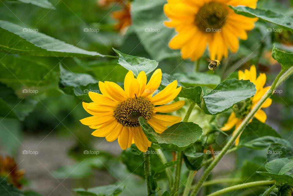 sunflowers bees and bumblebees