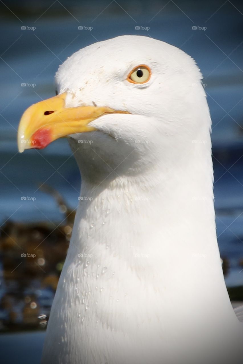 Seagull