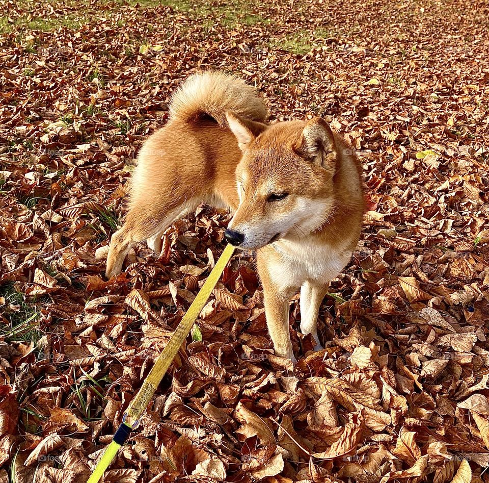 Autumn dog