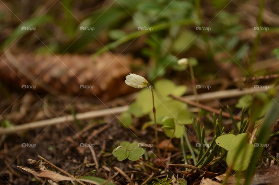 Little flower in the big world