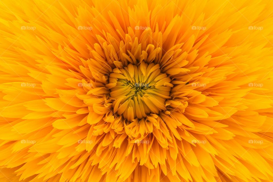 close up photo of yellow clustered flower

Sunshine flower in macro