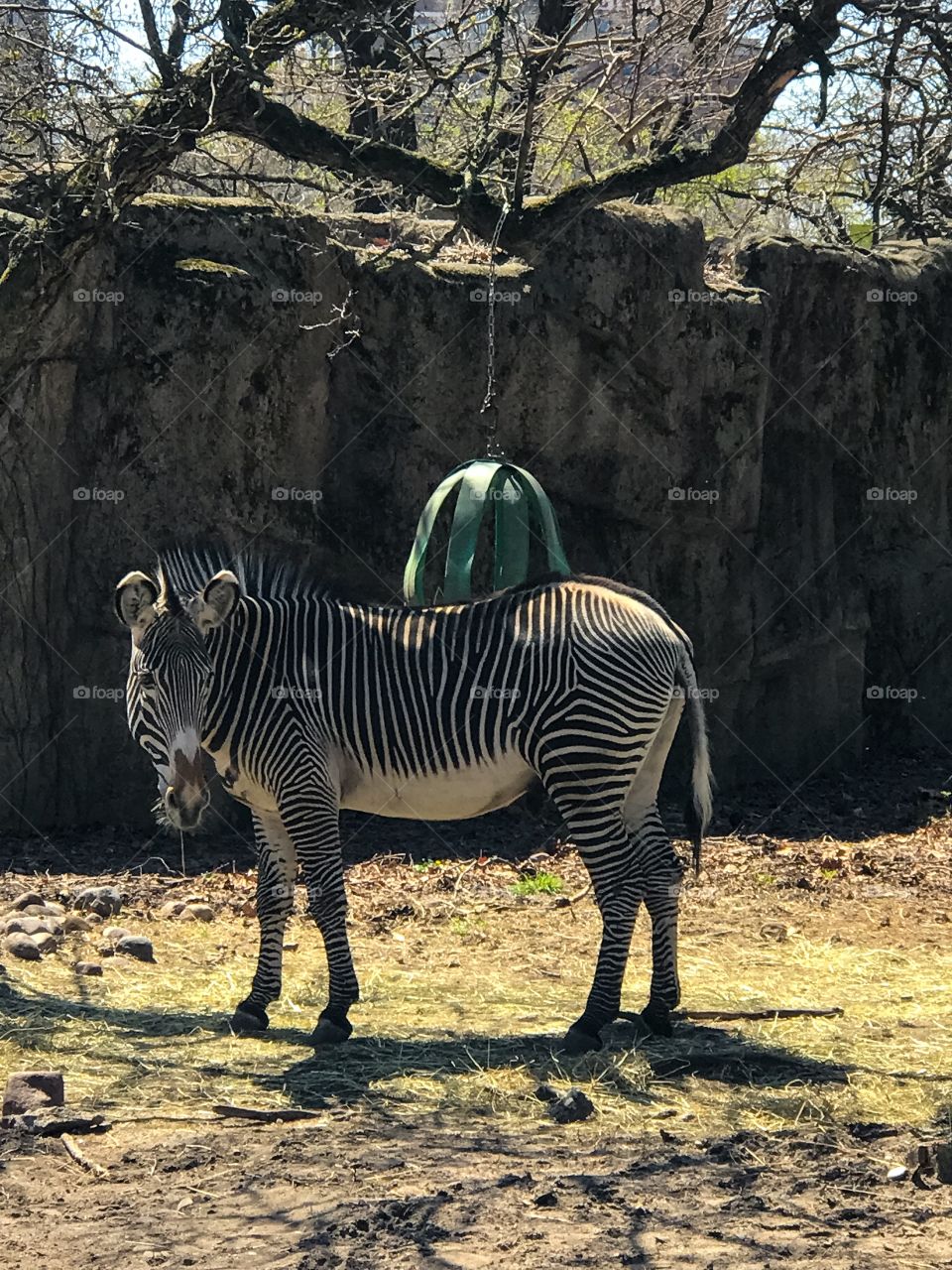 Zebra
