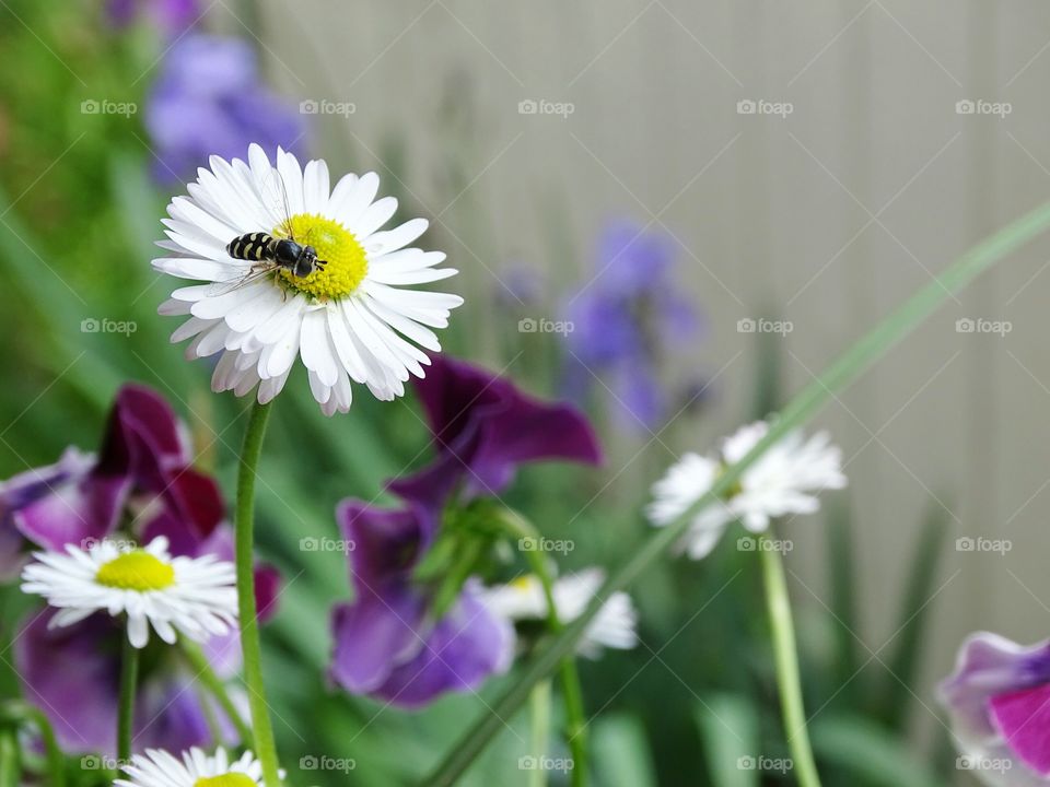 Bee Daisy. A bee on a Daisy in my garden
