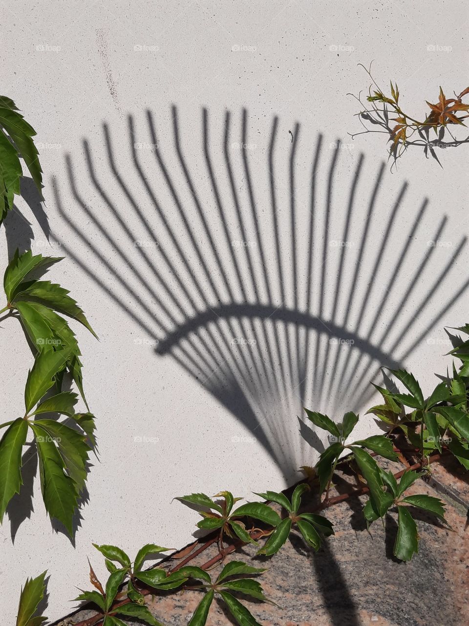 shadow of a rake on white stone with shoots of virginia creeper