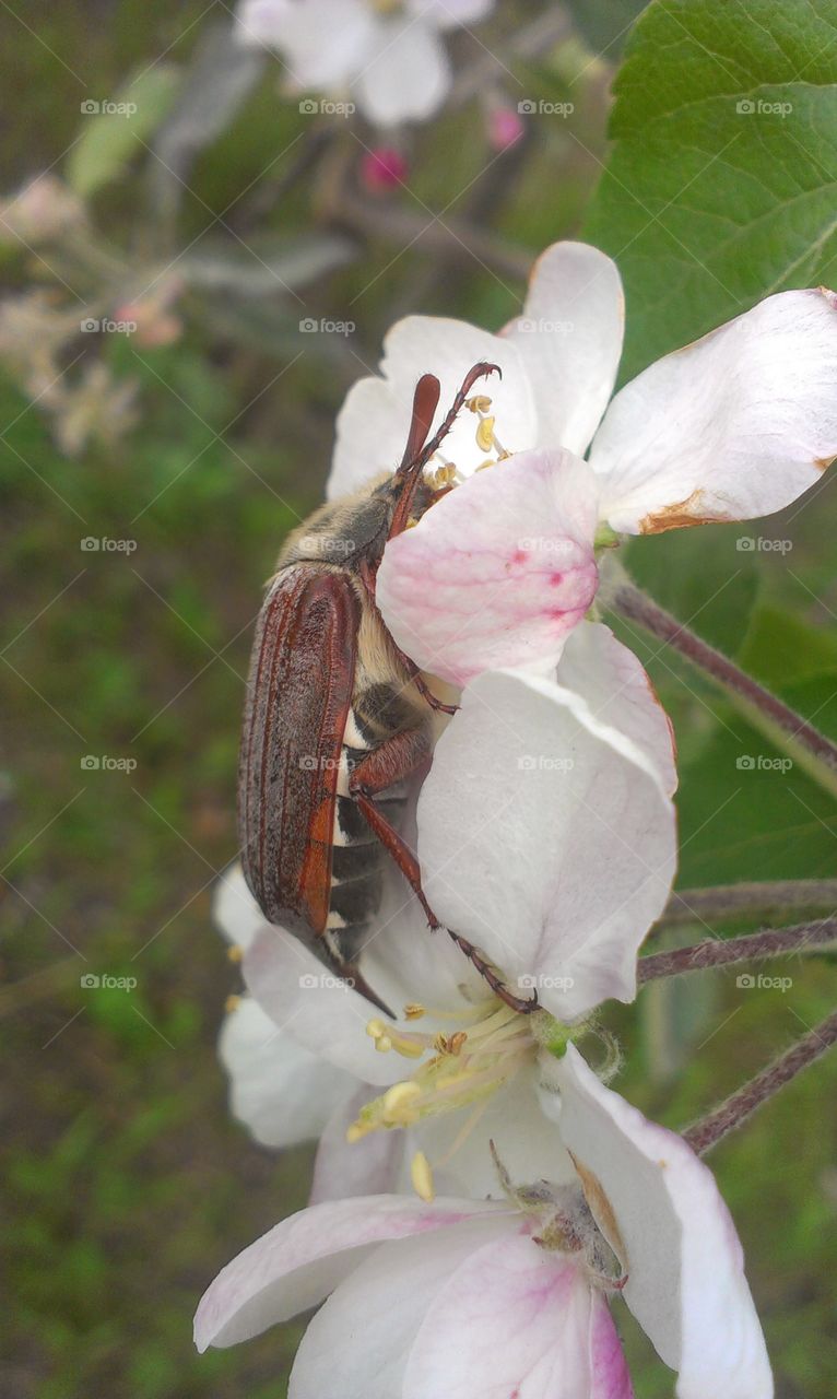 Flower, Nature, Flora, Leaf, Tree