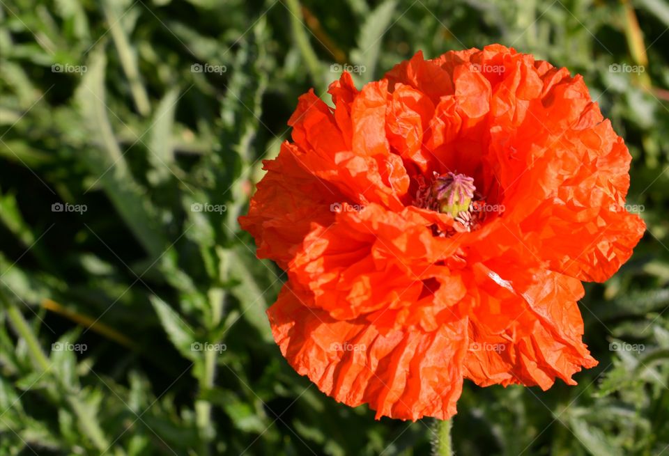 poppy red beautiful flower decor gardening