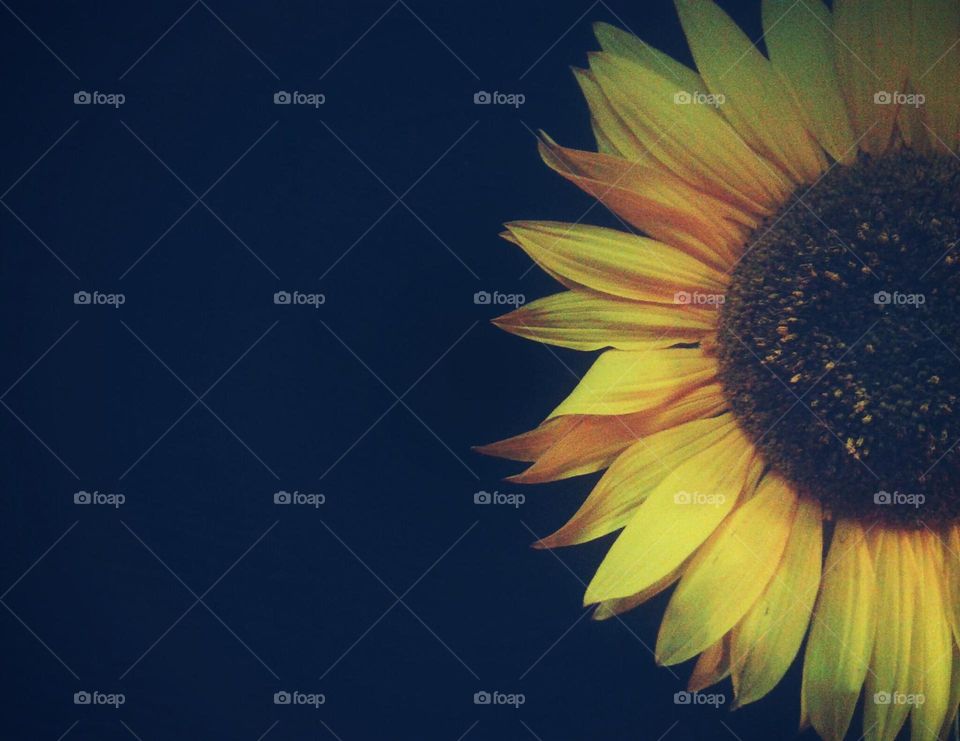 Sunflower on blue background. Sunflower on blue background