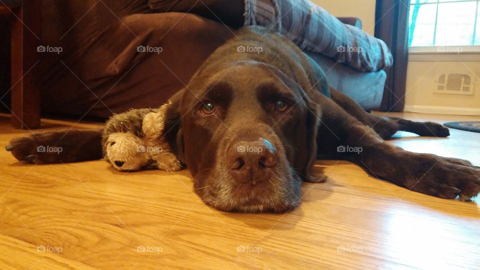 A Dog and his Hedgehog