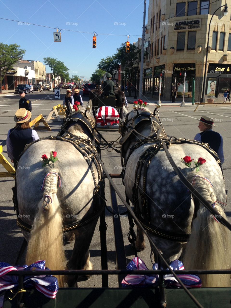 Memorial Day parade with dapple Percheron draft horses 