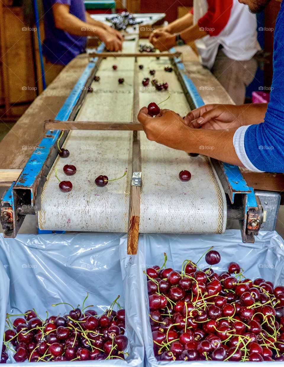 Fruit orchard workers select the best cherries for market 