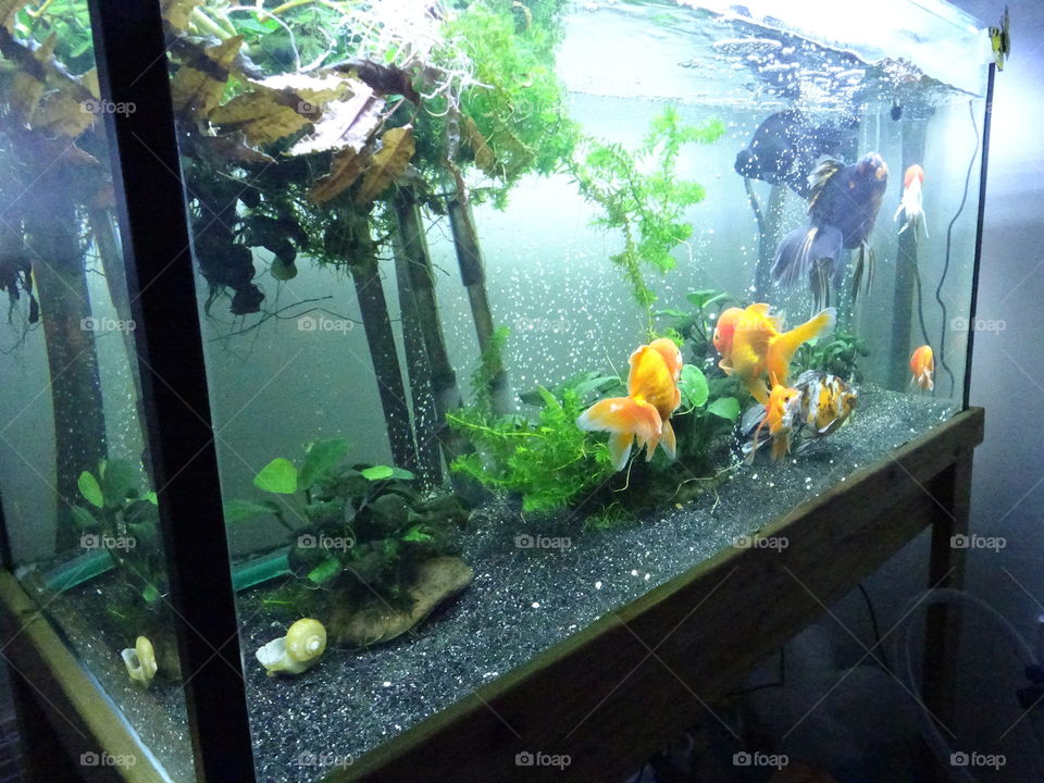 Aquarium, Goldfish, Underwater, Tank, Fish