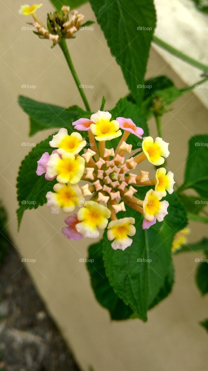 colourful small flowers