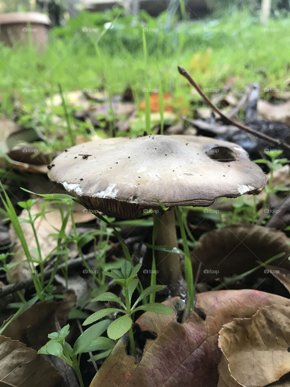Wild mushroom