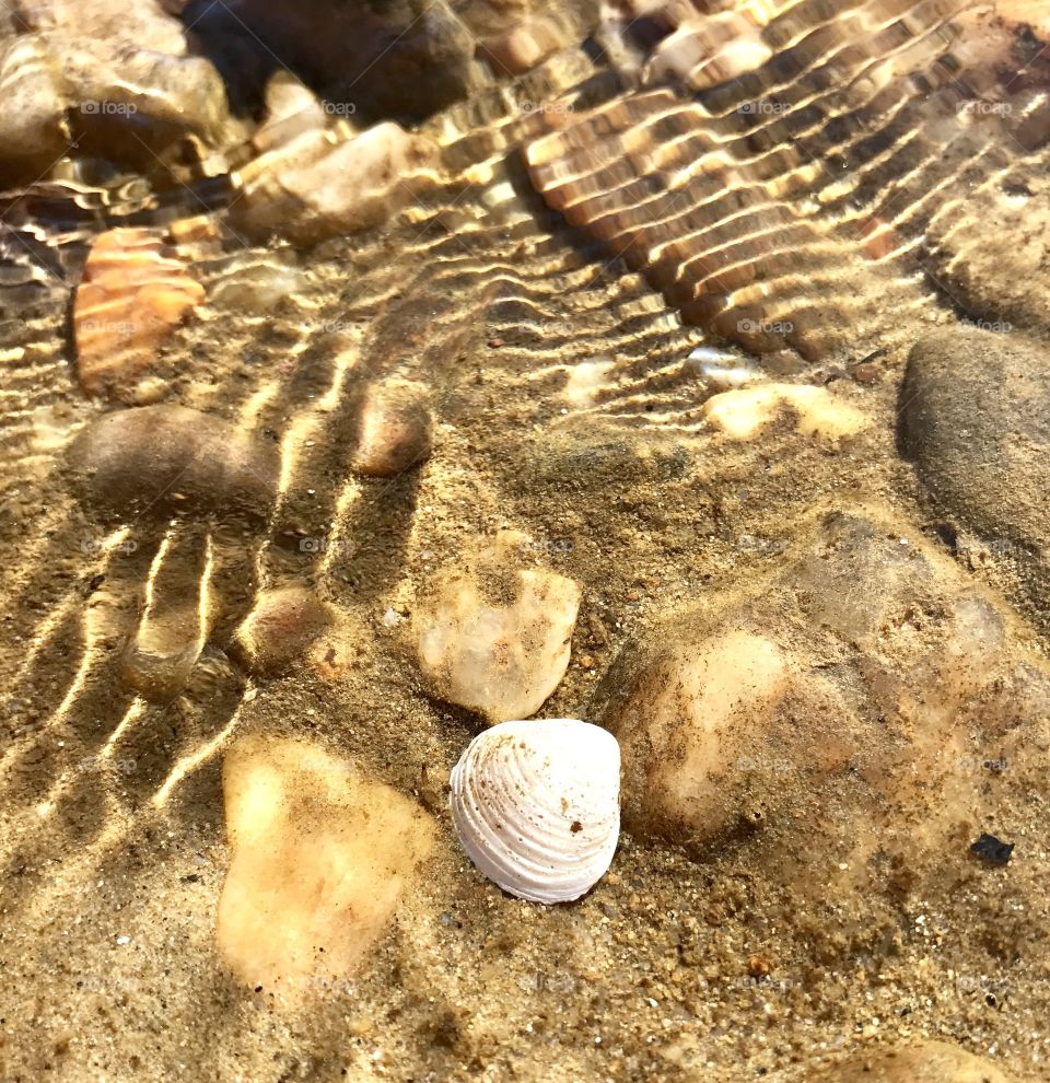 Seashell in River