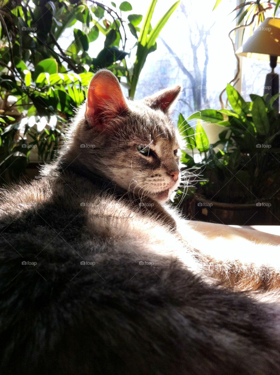 Cat enjoys sunlight 