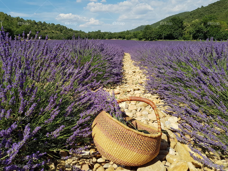 Basket in a field of lavender in valensole, France.
