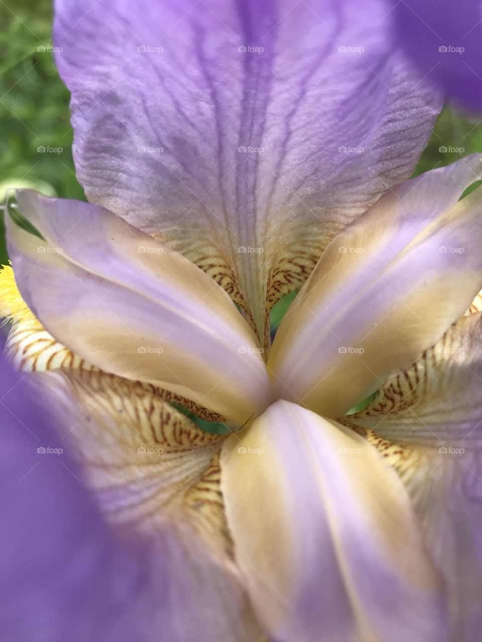 Iris in the Spring 