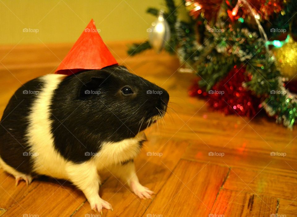 Guinea pig wearing a red hat