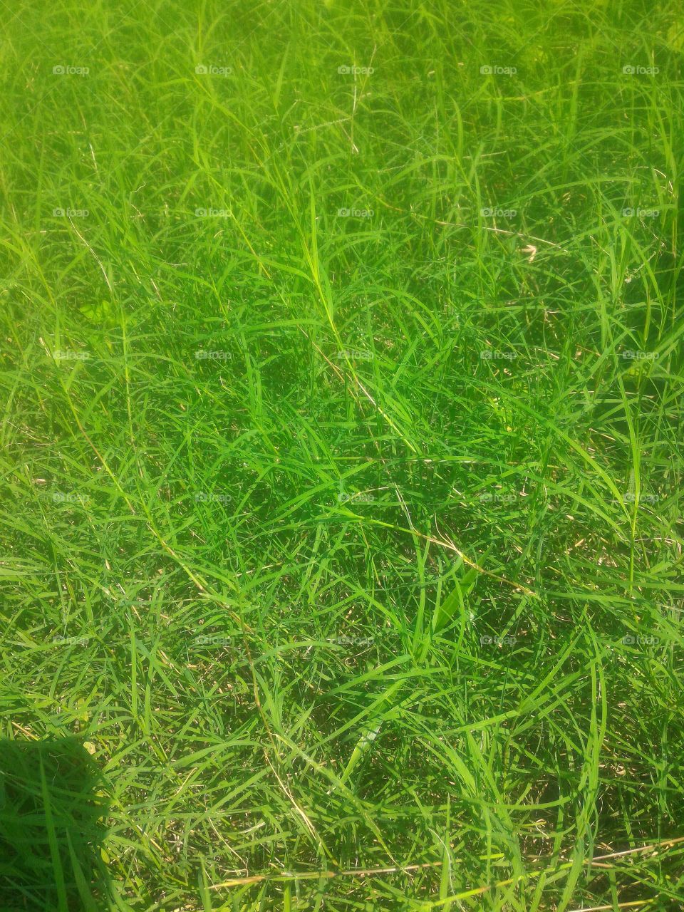 grass garden