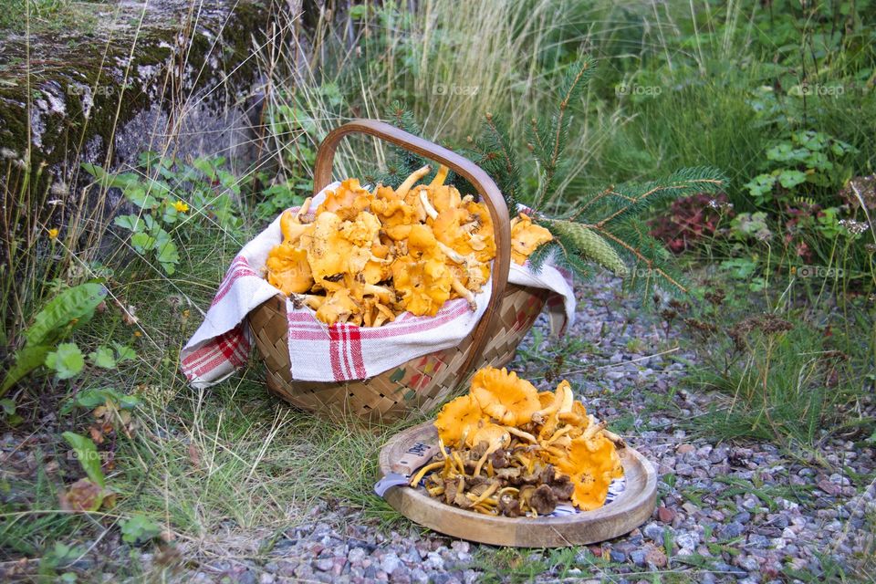 Chanterelles, mushrooms