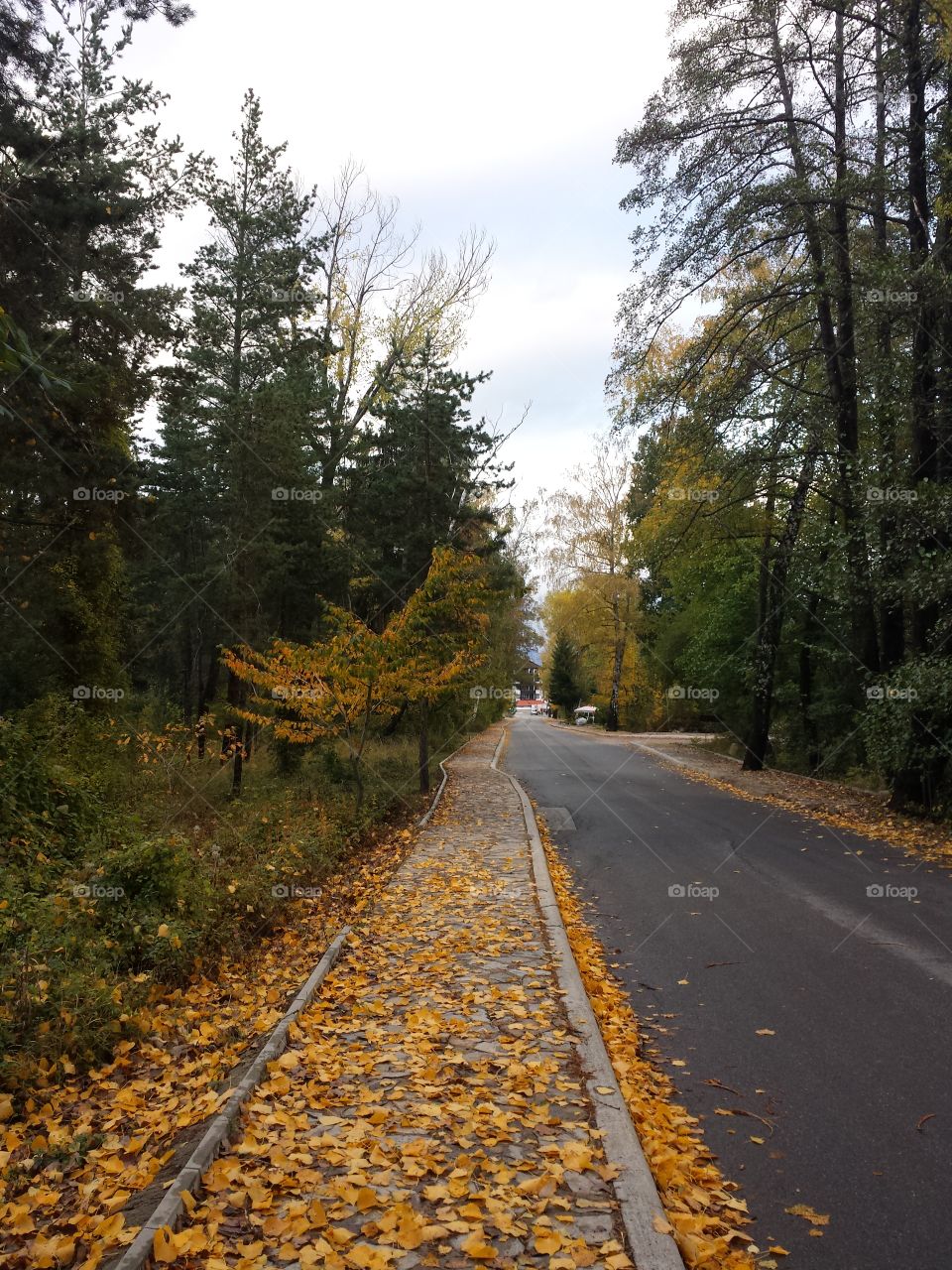 yellow leaves on the road