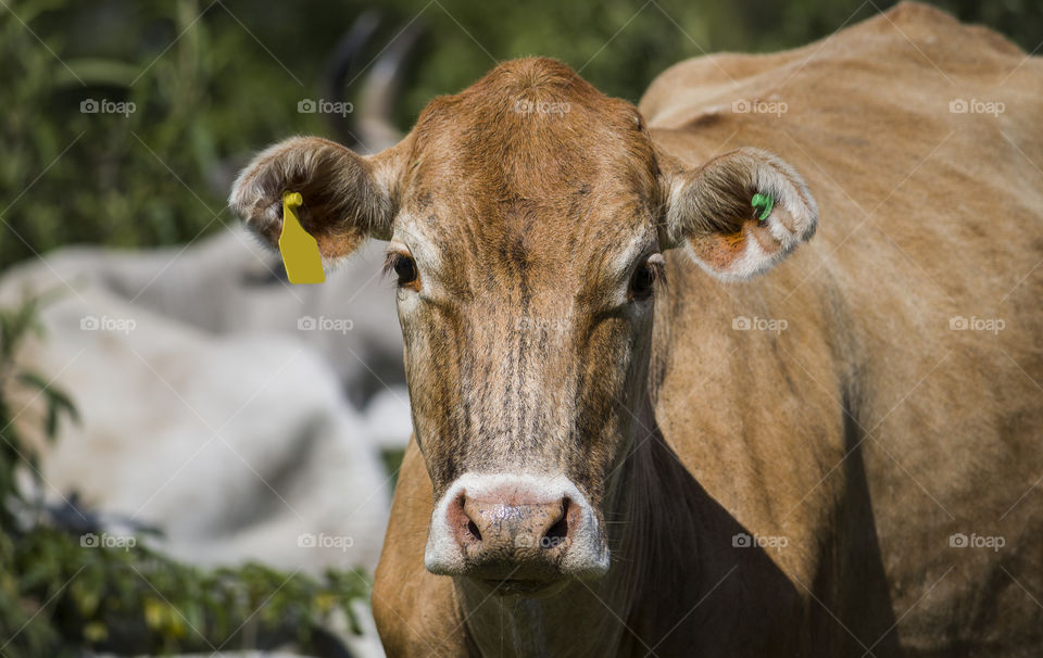 Close up of a cow