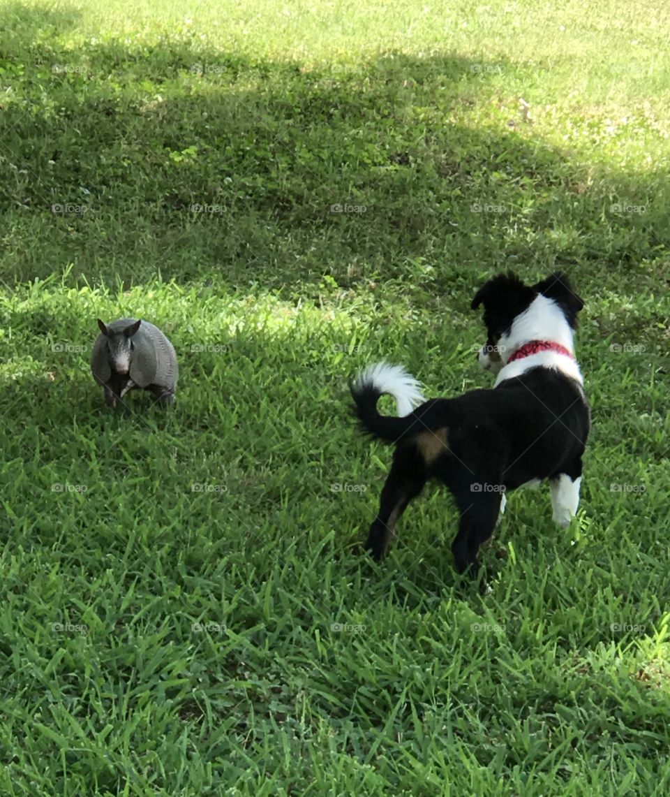Our new puppy, Skeeter, and her first encounter with a young armadillo 