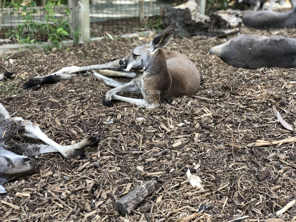 Kangaroo hanging out looking laid back and cool