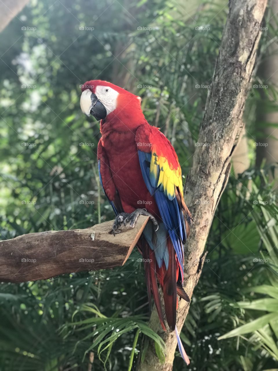 Red Macaw also known as a scarlet macaw is a large red, yellow, and blue South American parrot. They are a member of a large group of Neotropical parrots called macaws. It is native to humid evergreen forests of tropical South America