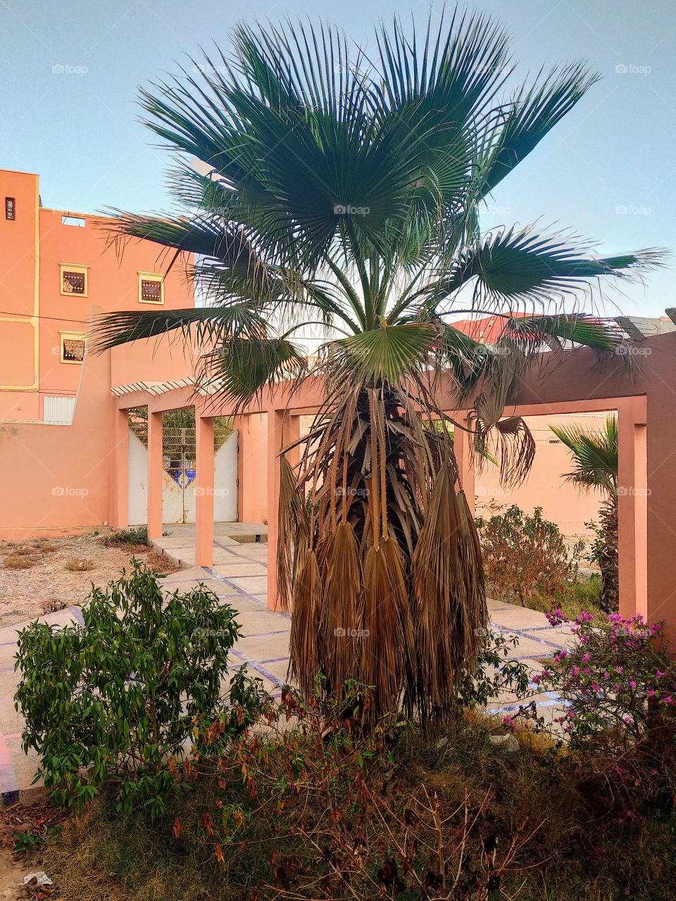 A palm tree in our high school where I teach English..I have seen and decided to take a photo of it.It is amazing...